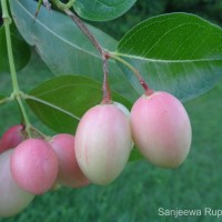 Carissa macrocarpa (Eckl.) A.DC.